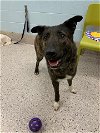 adoptable Dog in  named YONCO