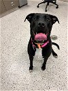 adoptable Dog in  named PIPER