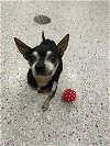 adoptable Dog in  named *LOGANBERRY