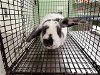 adoptable Rabbit in  named *DR PEPPER