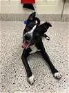 adoptable Dog in , CO named MOOSE