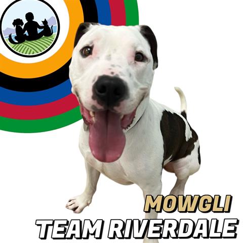 adoptable Dog in Brighton, CO named MOWGLI