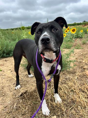 adoptable Dog in Brighton, CO named MANDO