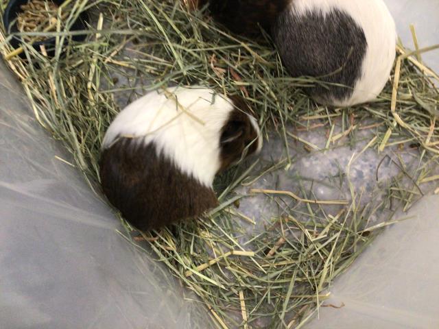 adoptable Guinea Pig in Brighton, CO named *ROTELLE