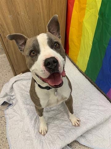 adoptable Dog in Brighton, CO named *MR. WORLDWIDE