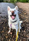 adoptable Dog in Brighton, CO named *MARINER