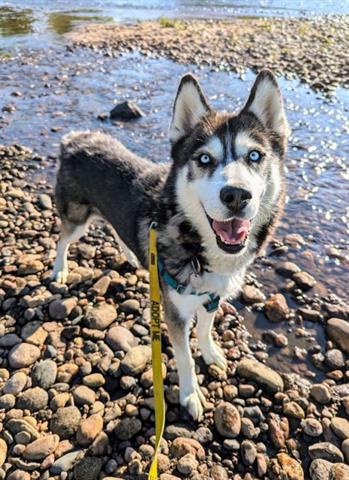 adoptable Dog in Brighton, CO named *MUSTANG