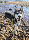 adoptable Dog in Brighton, CO named *MUSTANG