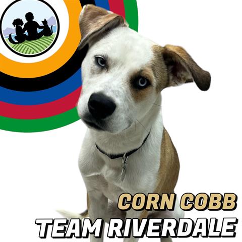 adoptable Dog in Brighton, CO named *CORN COBB