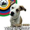 adoptable Dog in , CO named *CORN COBB