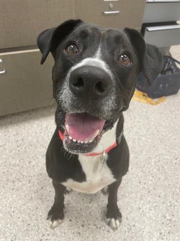 adoptable Dog in Brighton, CO named ODDIE