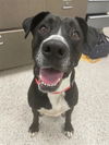 adoptable Dog in , CO named ODDIE