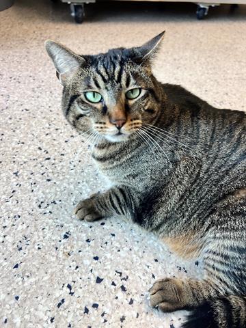 adoptable Cat in Brighton, CO named *BRIDGET