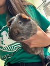 adoptable Guinea Pig in , CO named BROWNIE