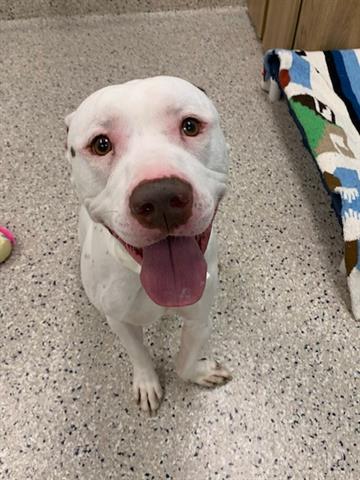 adoptable Dog in Brighton, CO named BABBO