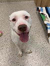 adoptable Dog in , CO named BABBO