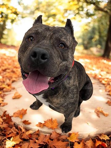 adoptable Dog in Brighton, CO named RAMBO