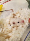 adoptable Hamster in  named GHOSTIE