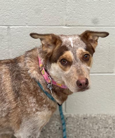 adoptable Dog in Brighton, CO named *SHANDY