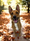 adoptable Dog in Brighton, CO named ROCCO