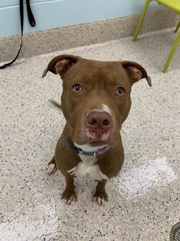 adoptable Dog in Brighton, CO named *RED BULL