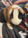 adoptable Guinea Pig in Brighton, CO named LUCKY