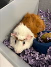 adoptable Guinea Pig in Brighton, CO named SHADOW