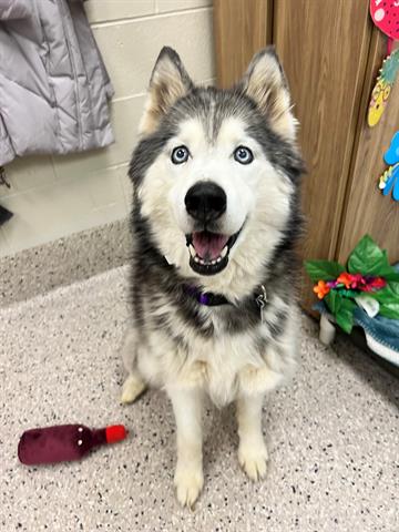 adoptable Dog in Brighton, CO named *S'MORES