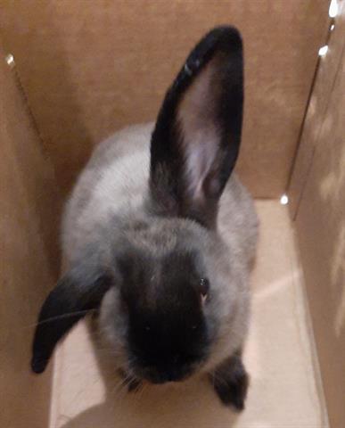 adoptable Rabbit in Brighton, CO named KIKI