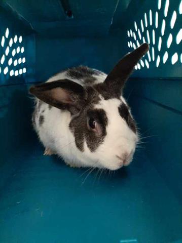 adoptable Rabbit in Brighton, CO named *BASHFUL