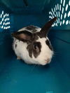 adoptable Rabbit in Brighton, CO named *BASHFUL