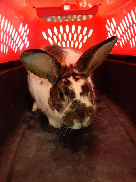 adoptable Rabbit in Brighton, CO named *HAPPY