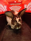 adoptable Rabbit in Brighton, CO named *HAPPY