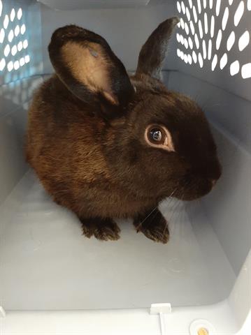 adoptable Rabbit in Brighton, CO named *DOPEY