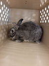 adoptable Rabbit in Brighton, CO named *SNEEZY