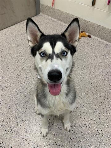 adoptable Dog in Brighton, CO named ASPEN