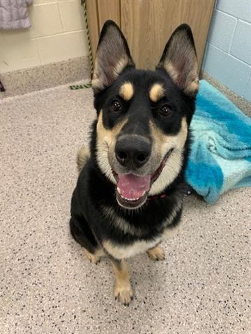 adoptable Dog in Brighton, CO named BEANS