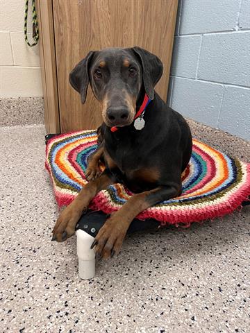 adoptable Dog in Brighton, CO named *WAFFLES