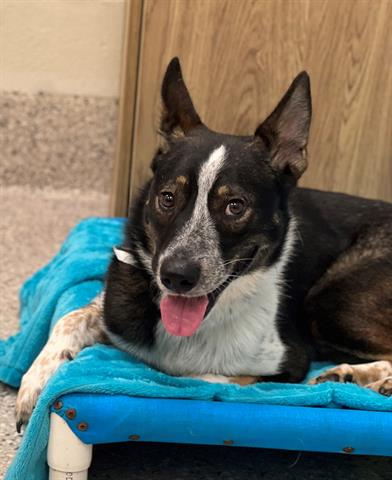 adoptable Dog in Brighton, CO named TANGO TIM