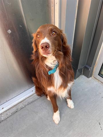 adoptable Dog in Brighton, CO named MILO