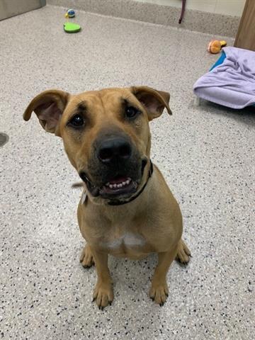 adoptable Dog in Brighton, CO named *KUDU