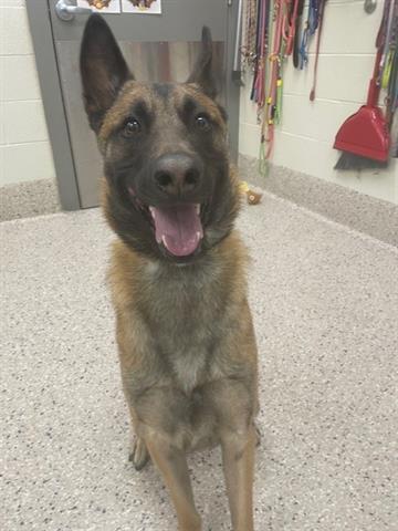 adoptable Dog in Brighton, CO named ZEUS