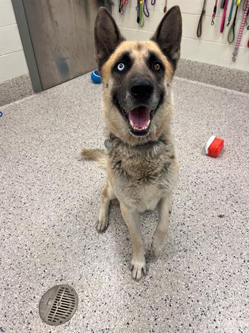 adoptable Dog in Brighton, CO named SHILOH