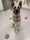 adoptable Dog in , CO named SHILOH