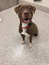 adoptable Dog in , CO named *NEBULA