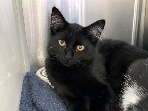 adoptable Cat in Brighton, CO named *SPIKE