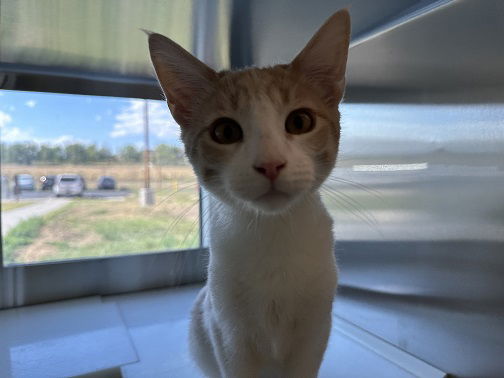 adoptable Cat in Brighton, CO named *JET