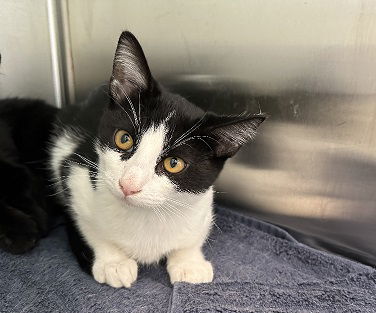 adoptable Cat in Brighton, CO named *EDWARD