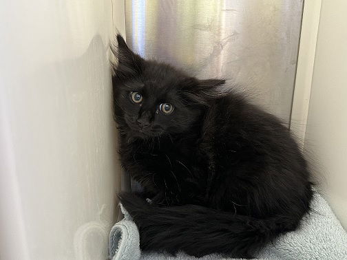 adoptable Cat in Brighton, CO named *UMBREON