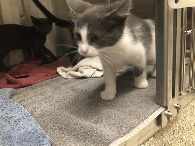 adoptable Cat in Brighton, CO named *PATRICK